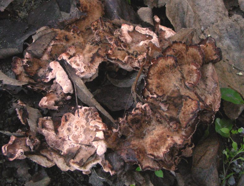 Aphyllophorales molto bello (Abortiporus biennis)